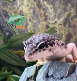 Magazoo Leopard gecko Blacknight total eclipse male 5/9/23 #34 (SPECIAL ORDER)