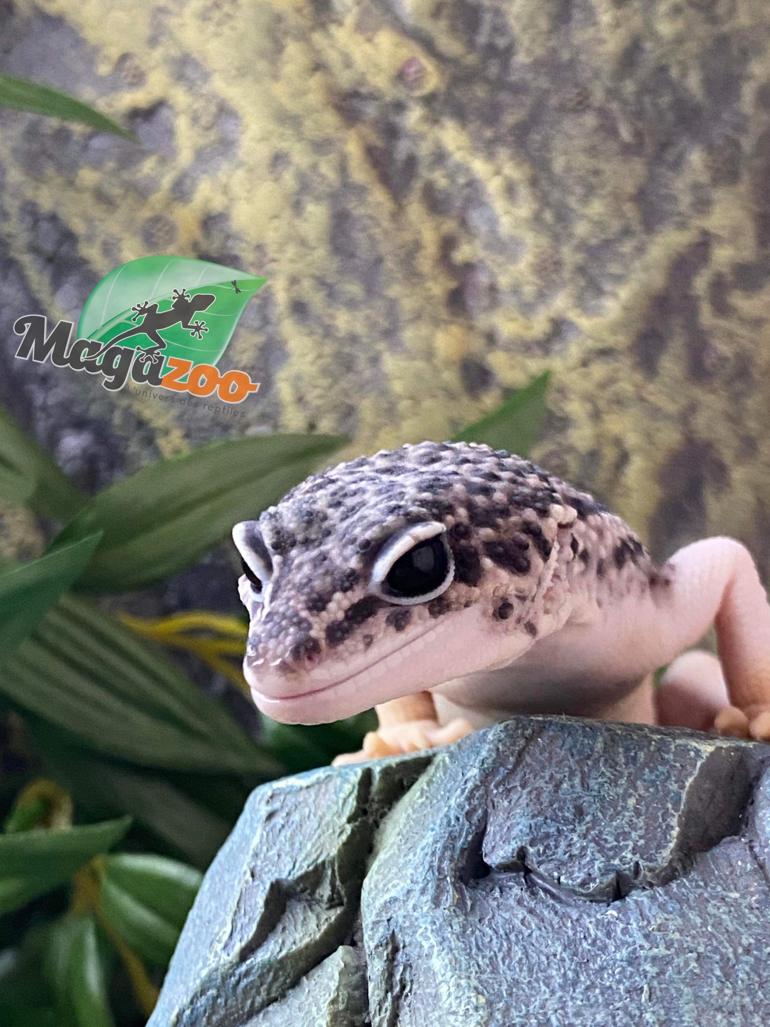 Magazoo Leopard gecko Blacknight total eclipse male 5/9/23 #34 (SPECIAL ORDER)