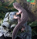 Magazoo Gecko léopard blacknight  total éclipse mâle 9/5/23  #34  (EN COMMANDE SPÉCIALE)