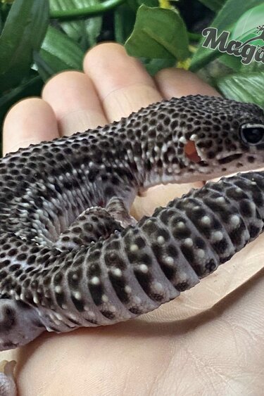 Magazoo Leopard gecko Blacknight total eclipse male 6/12/23 #35 (SPECIAL ORDER)