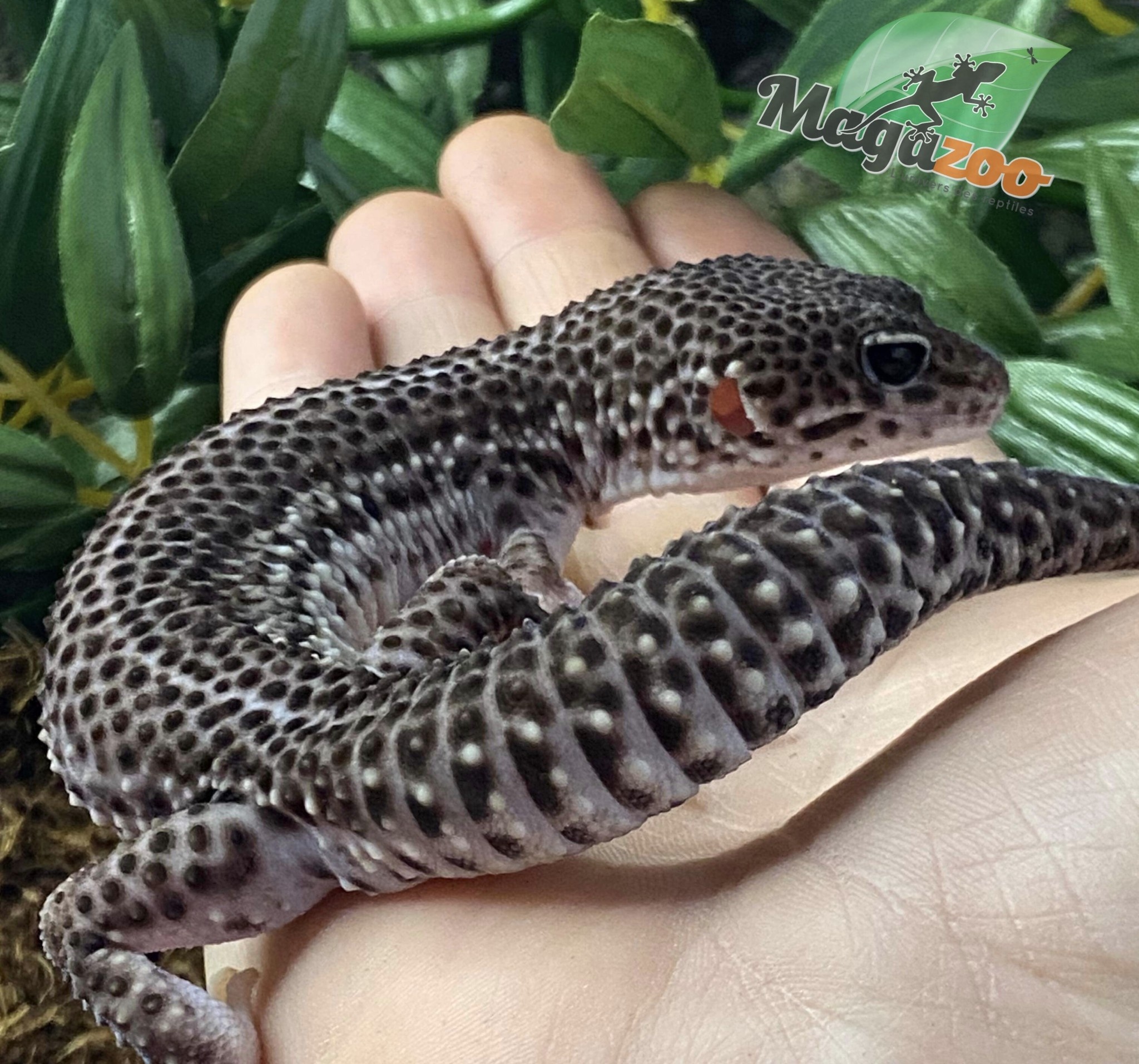 Magazoo Gecko léopard Blacknight total éclipse mâle 12/6/23 #35  (EN COMMANDE SPÉCIALE)