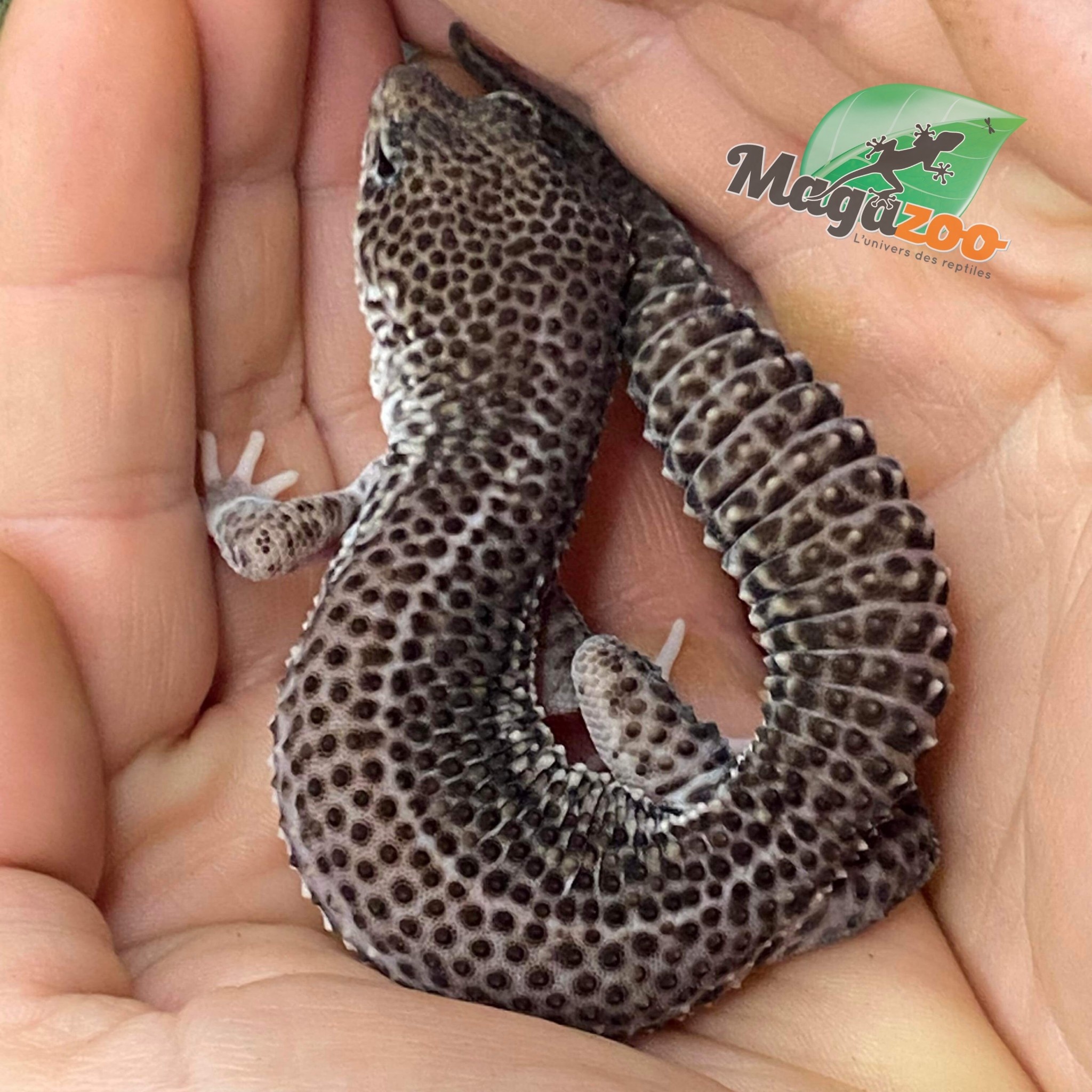 Magazoo Gecko léopard Blacknight total éclipse mâle 12/6/23 #35  (EN COMMANDE SPÉCIALE)