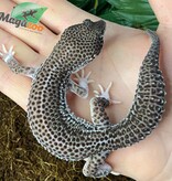 Magazoo Leopard gecko Blacknight total eclipse male 6/12/23 #35 (SPECIAL ORDER)