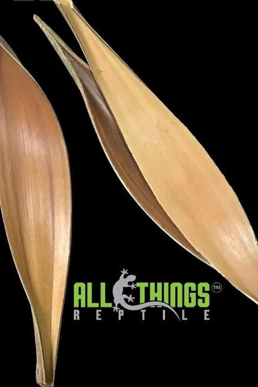 All things reptile Coco Dish 16-21 '' (1 per pack)