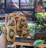 Magazoo Enchi orange dream het hypo 66% het pied male Ball Python