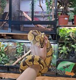 Magazoo Python royal Enchi orange dream het hypo 66% het pied mâle