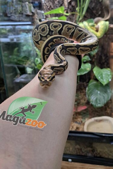 Magazoo Orange ghost 66% het female pied Ball Python