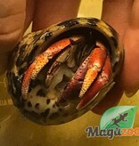 Magazoo Large Hermit crab