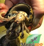 Magazoo Large Hermit crab