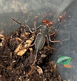 Magazoo Baby Whip scorpion (Uropygi) 1/2''