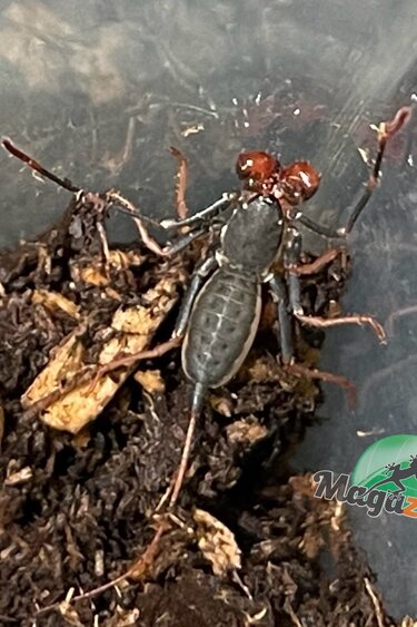 Magazoo Scorpion vinaigrier (Uropygi) Bébé 1/2''