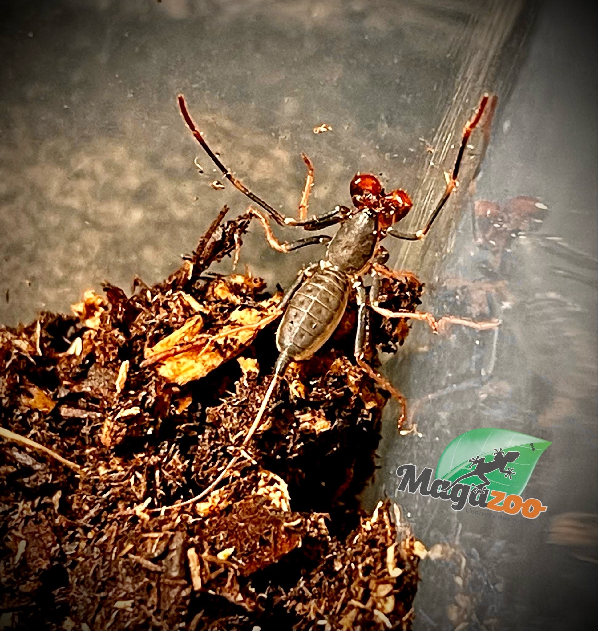 Magazoo Scorpion vinaigrier (Uropygi) Bébé 1/2''