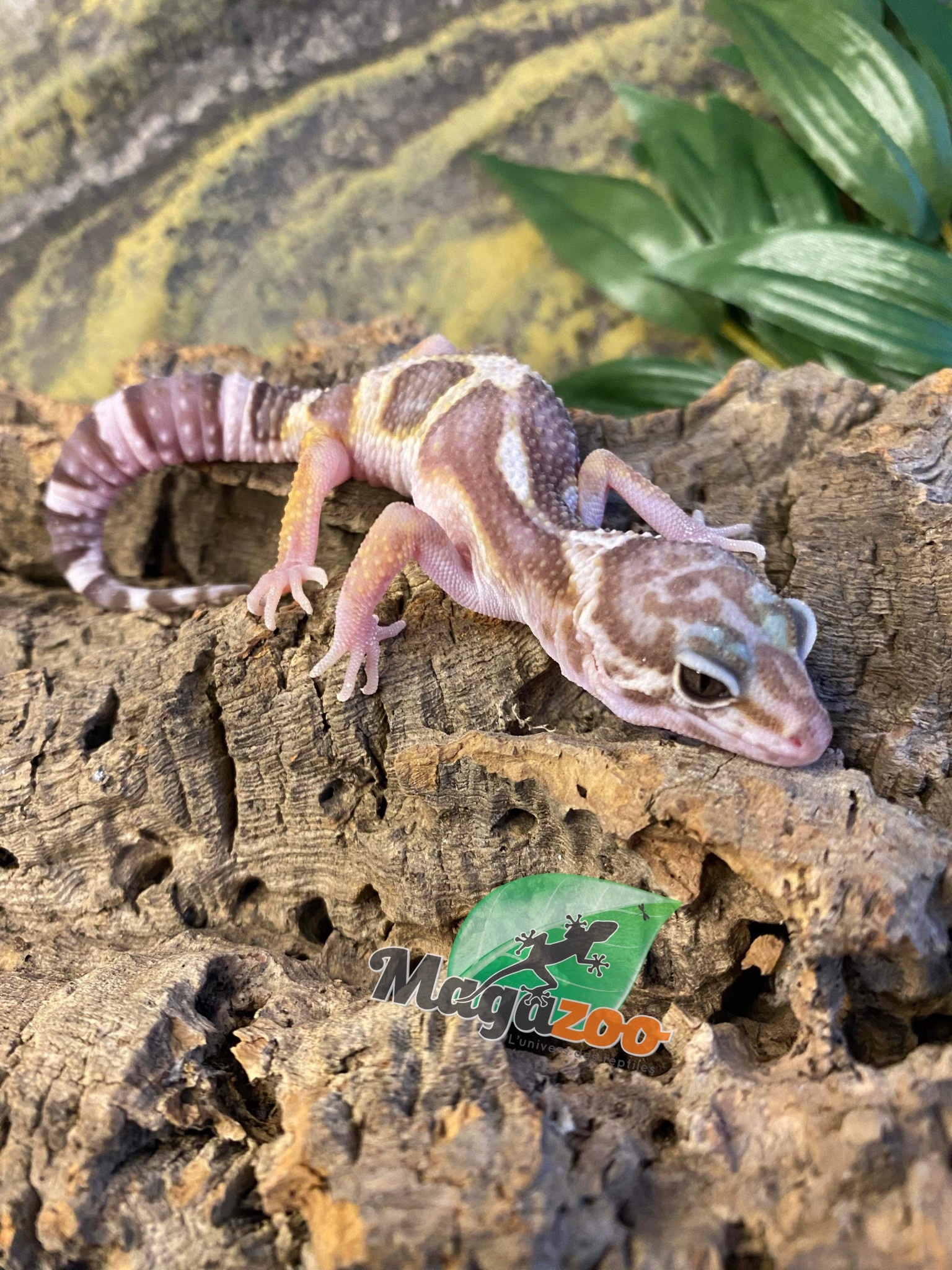 Magazoo Gecko léopard Macksnow femelle 14-12-23