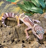 Magazoo Gecko léopard Macksnow femelle 14-12-23