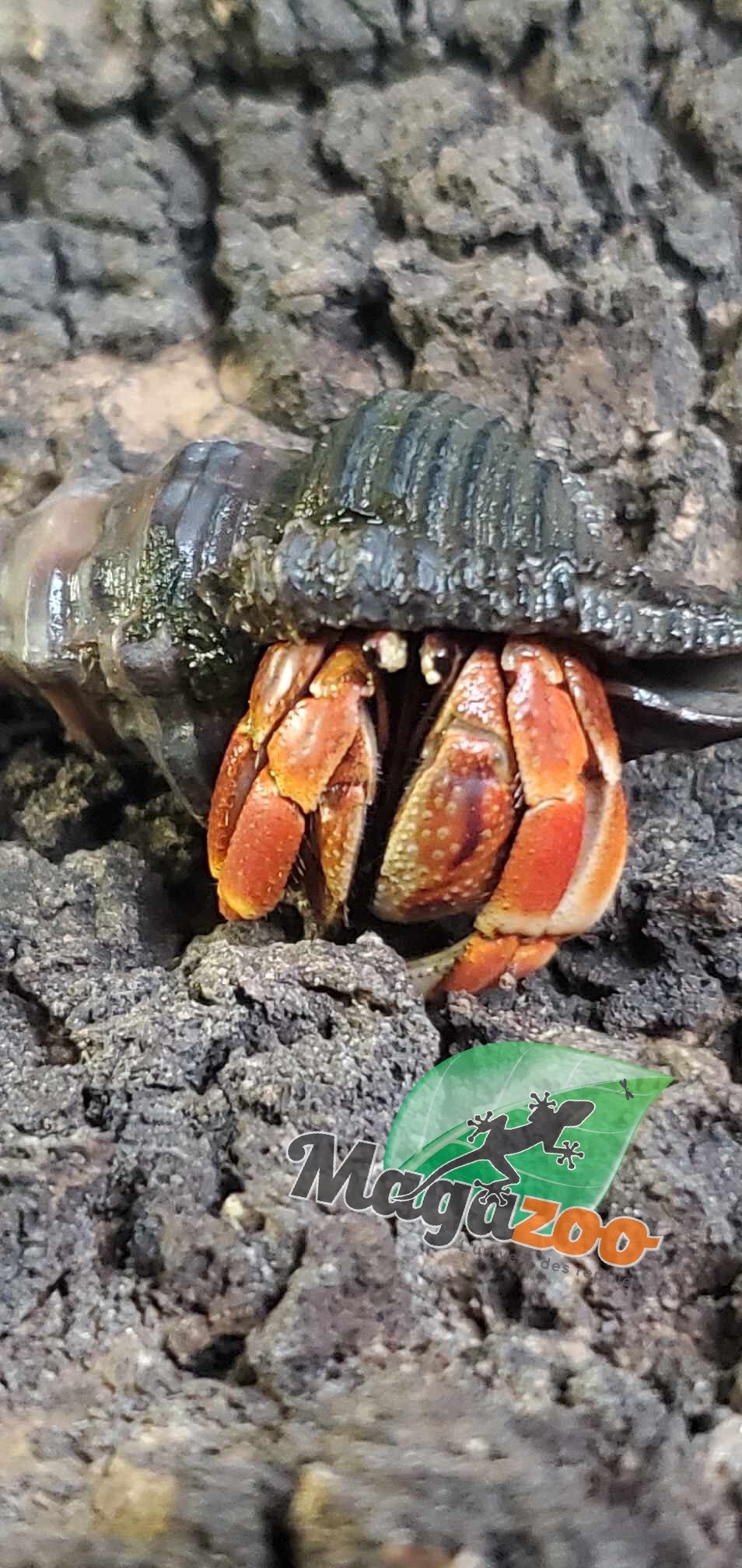 Magazoo Black Hermit crab