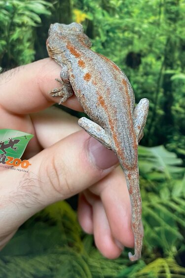 Magazoo Orange Stripe gargoyle gecko - 2nd chance