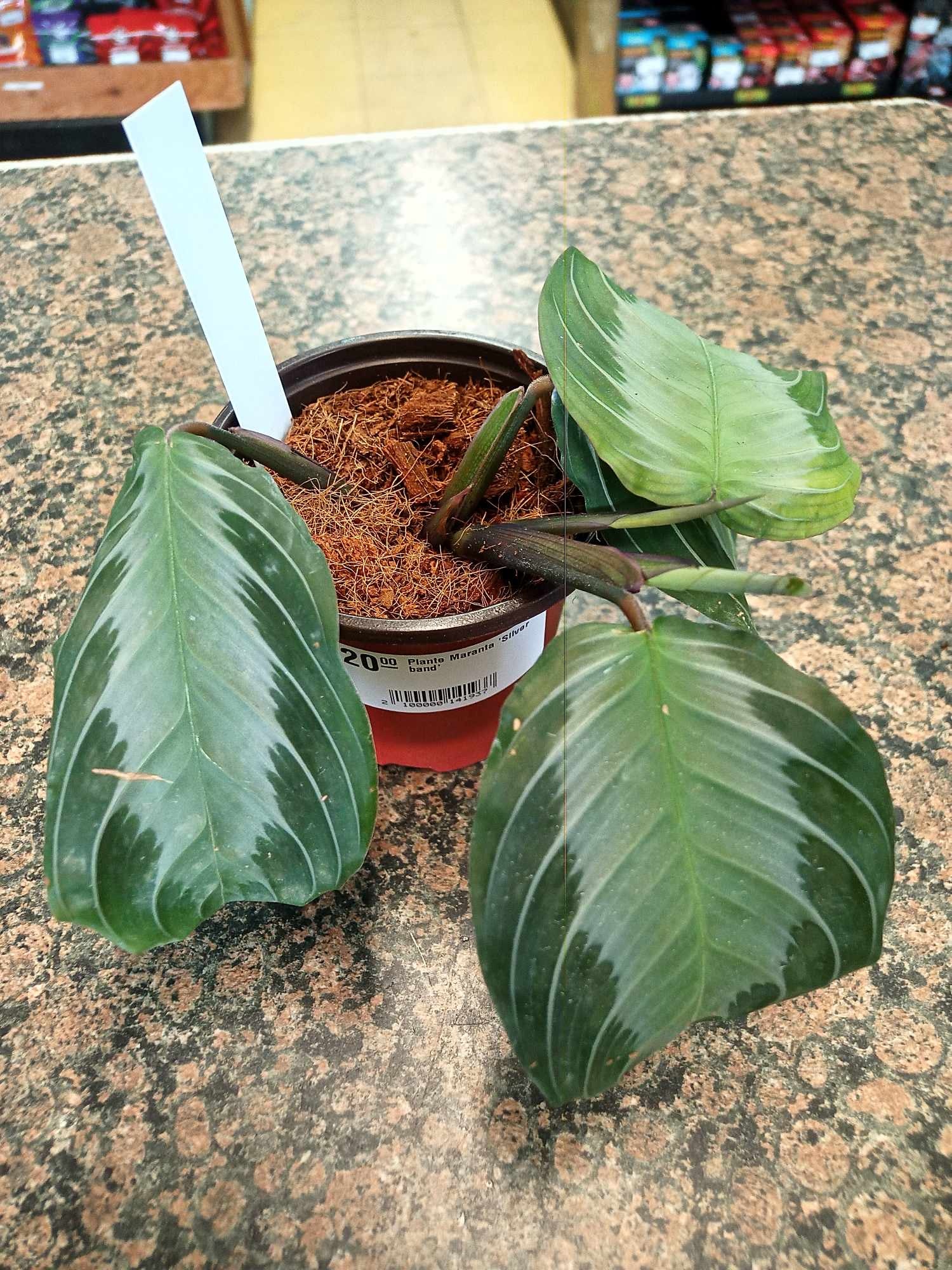 Magazoo Maranta 'Silver band' Plant 4"