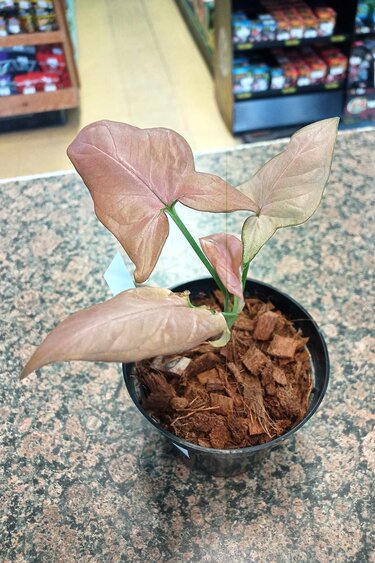 Magazoo Syngonium ''Pink spot'' Plant