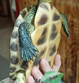 Magazoo Male Chinese striped neck turtle /Adoption - 2nd chance