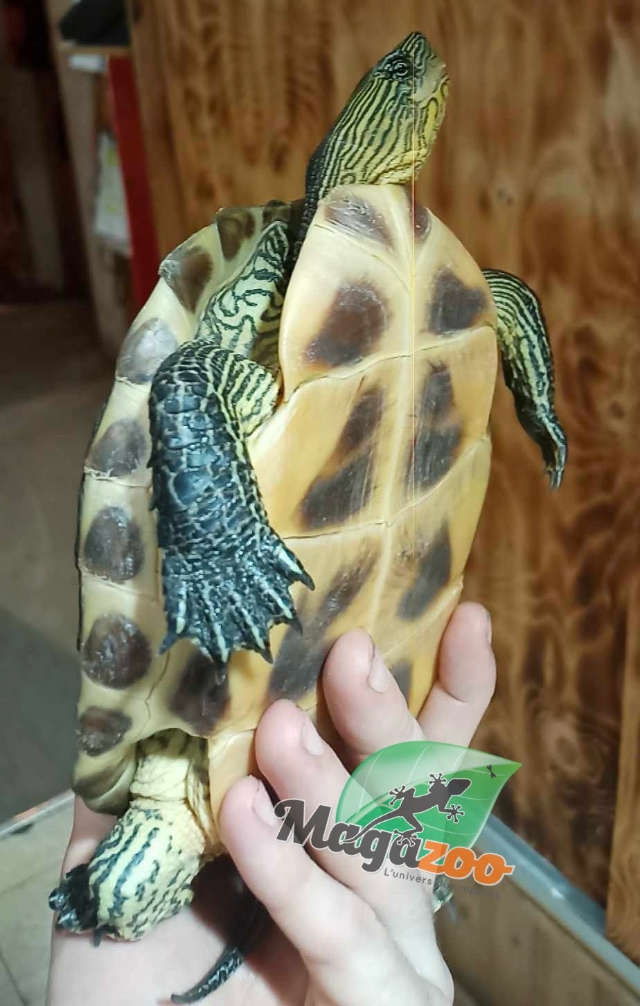 Magazoo Male Chinese striped neck turtle /Adoption - 2nd chance