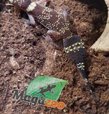 Magazoo Australian barking gecko