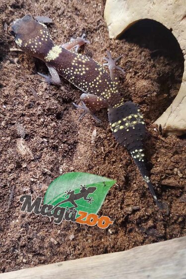 Magazoo Australian barking gecko