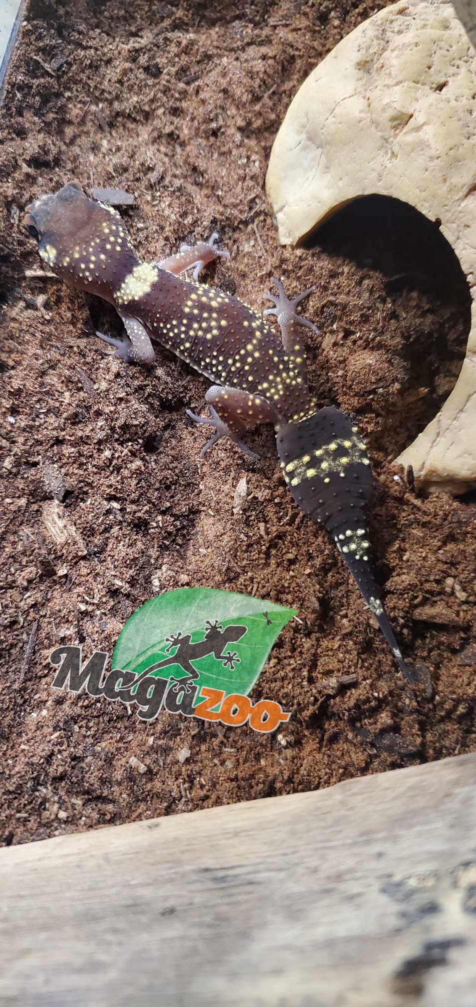 Magazoo Gecko aboyeur australien (Australian barking gecko)