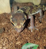 Magazoo Gecko aboyeur australien (Australian barking gecko)