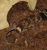 Magazoo Australian barking gecko