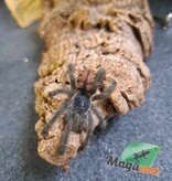 Magazoo Mygale à orteil rose  2-3'' /Avicularia avicularia