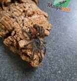 Magazoo Guyana pink toe tarantula  2-3'' /Avicularia avicularia
