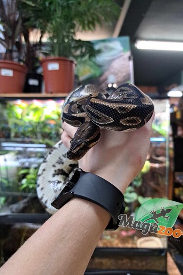 Magazoo Adult Male Ball Python #3 (2 years old) / 2nd chance adoption