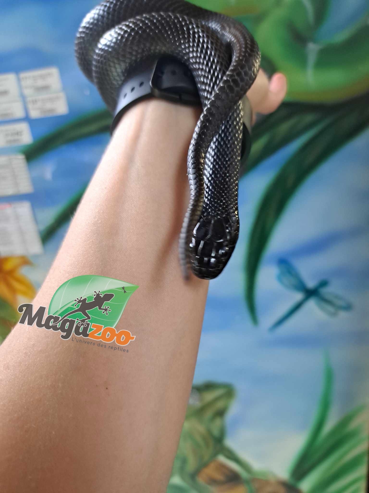 Magazoo Mexican black king snake (Male) 2 years old