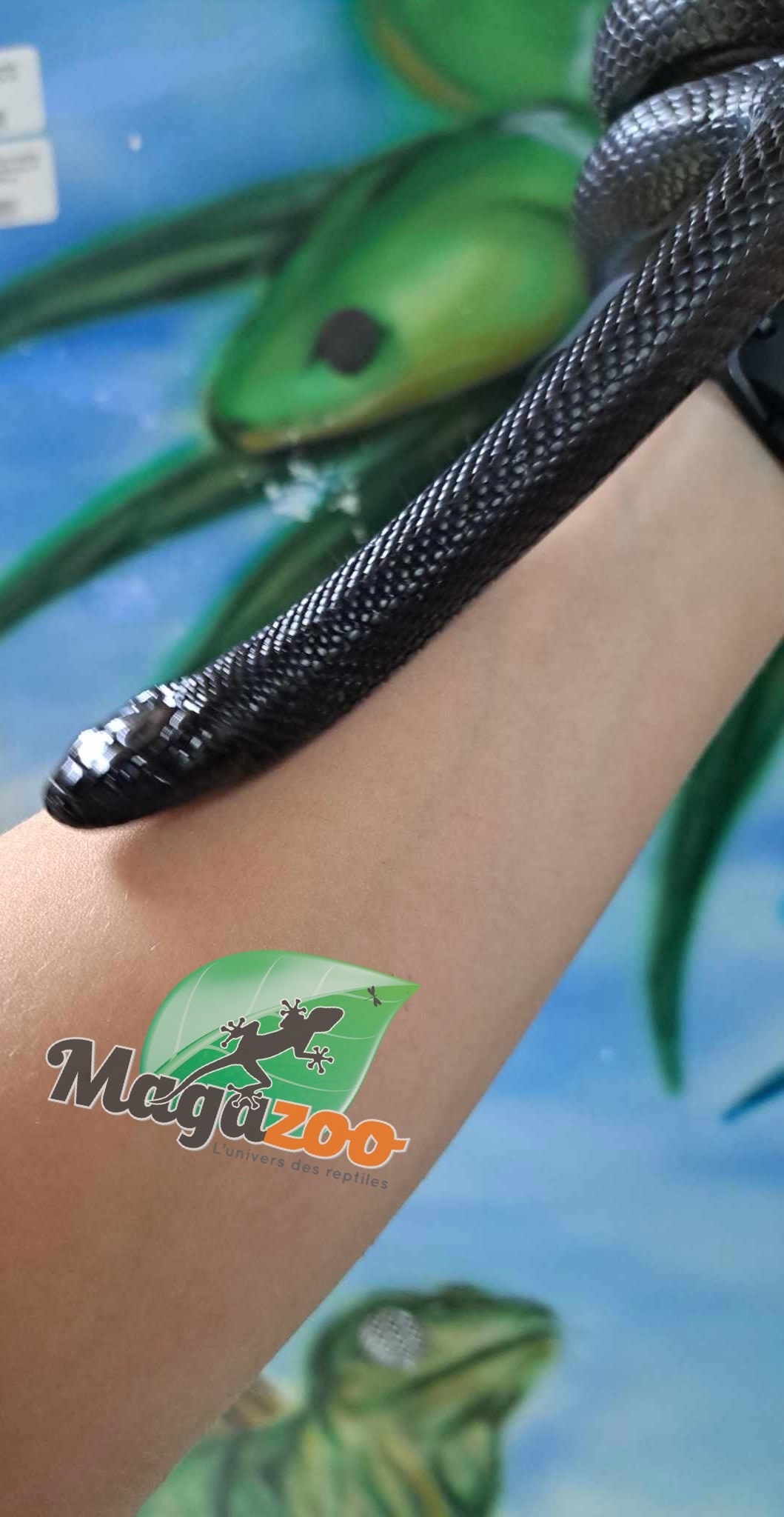 Magazoo Serpent roi noir du Mexique (Mâle) 2 ans