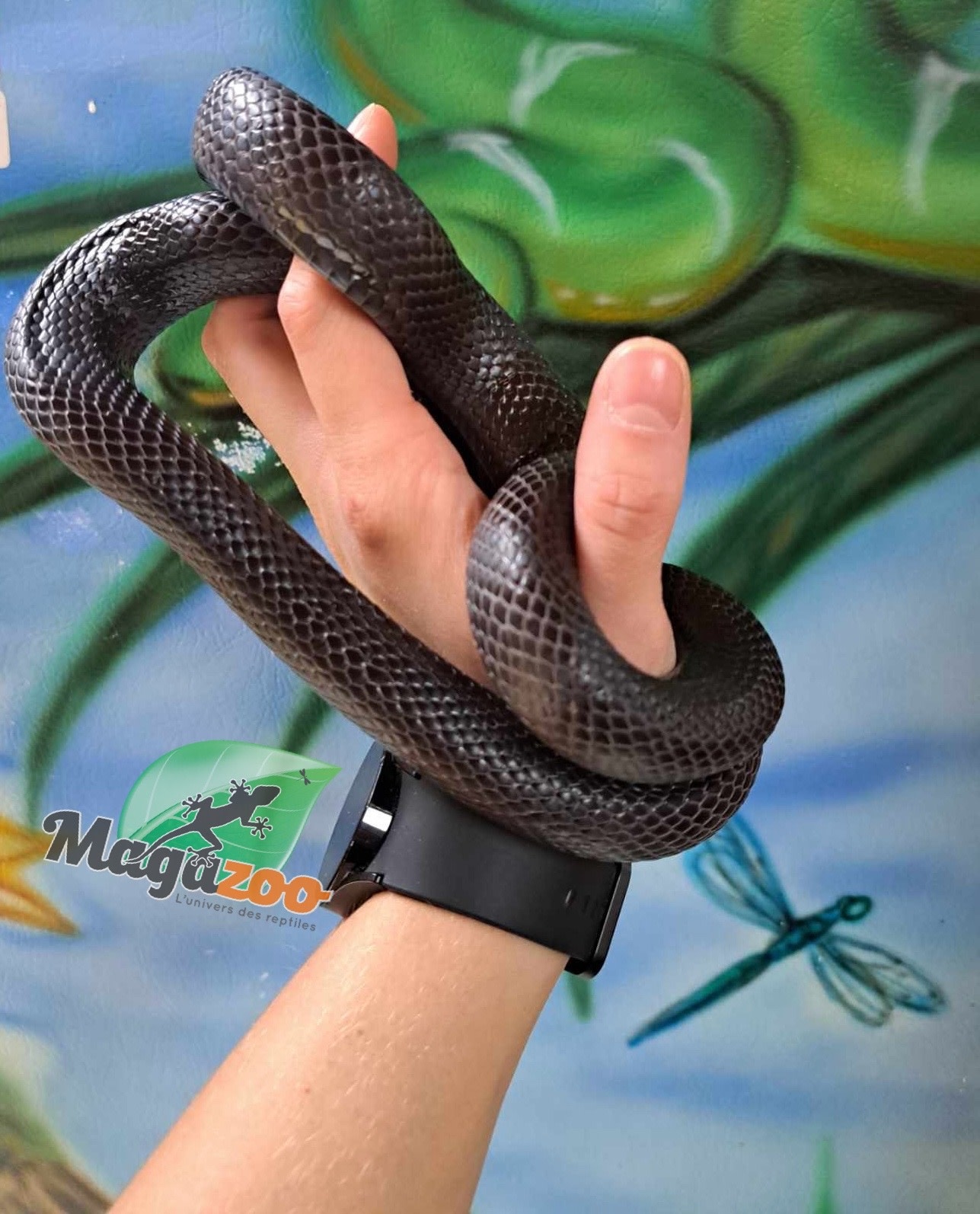 Magazoo Mexican black king snake (Male) 2 years old