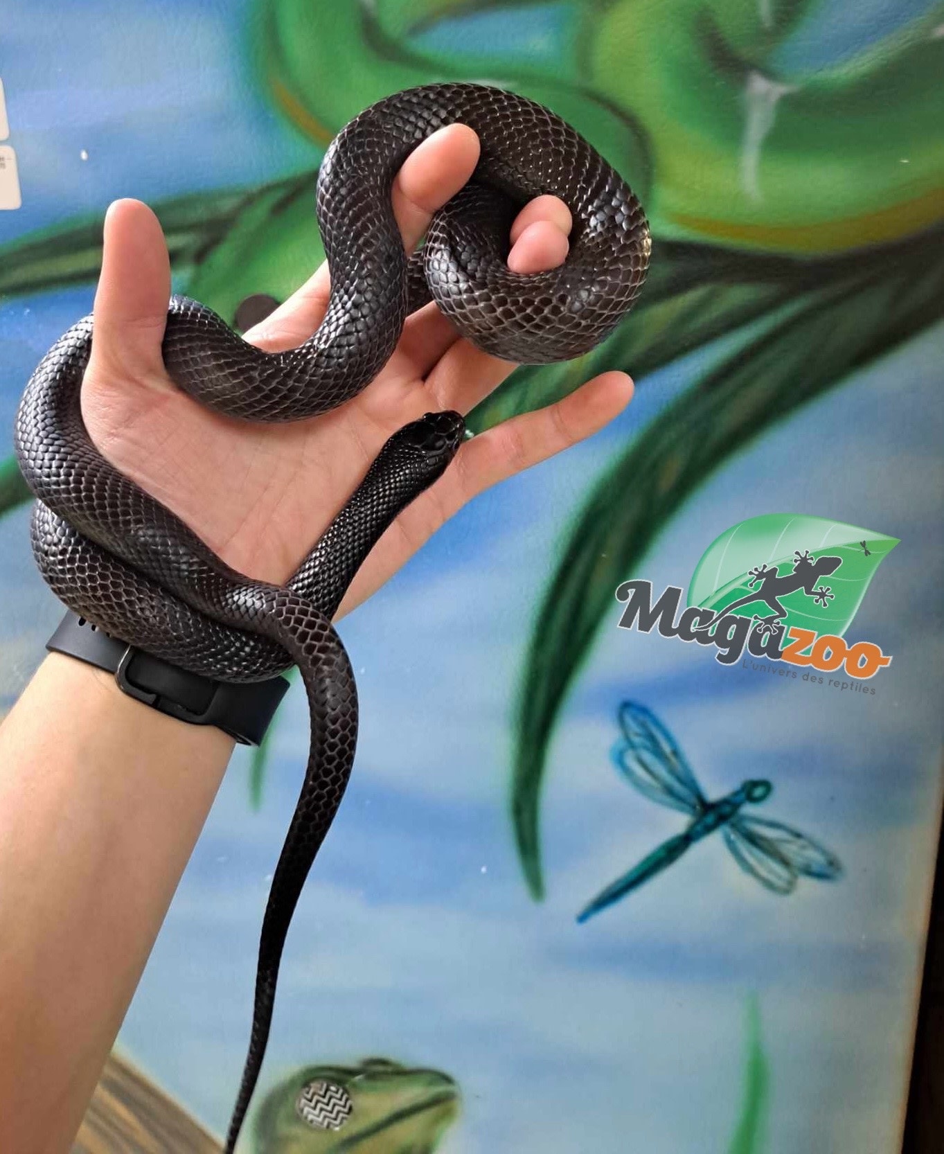 Magazoo Serpent roi noir du Mexique (Mâle) 2 ans