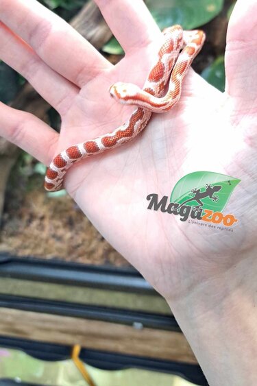 Magazoo Serpent des Blés Hypo Miami poss. High White Bébé #2