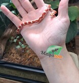 Magazoo Corn Snake Hypo Miami poss. High White Baby #2