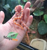 Magazoo Albino Corn Snake (Candy cane) Female Baby #2