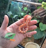 Magazoo Serpent des Blés Albino (Candy cane) Femelle Bébé #2
