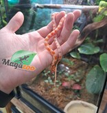 Magazoo Albino Corn Snake (Candy cane) Female Baby #2