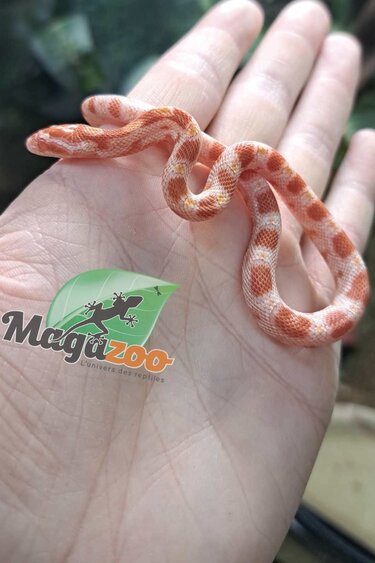 Magazoo Albino Corn Snake (Candy cane) Female Baby #3