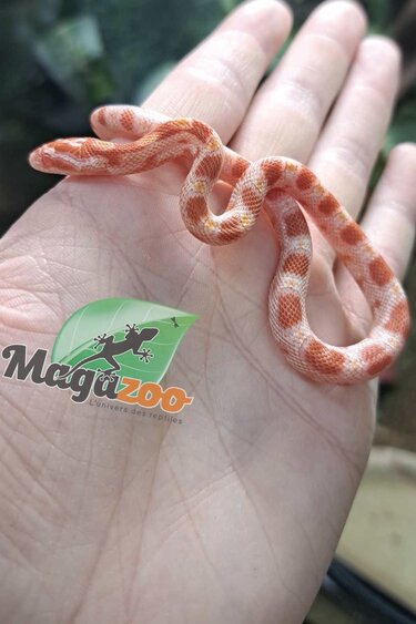 Magazoo Serpent des Blés Albino (Candy cane) Femelle Bébé #3