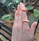 Magazoo Albino Corn Snake (Candy cane) Female Baby #3