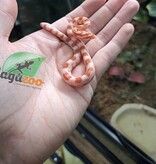 Magazoo Albino Corn Snake (Candy cane) Female Baby #3