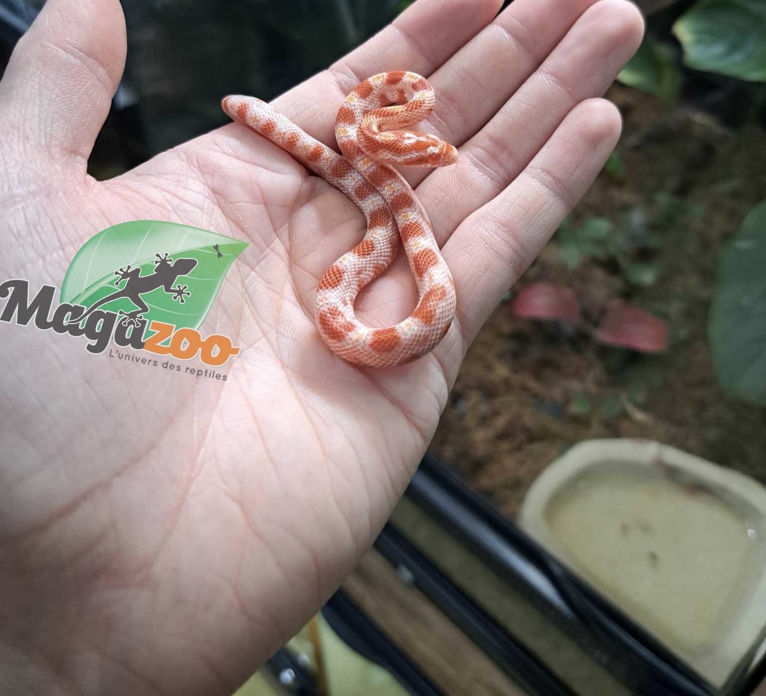 Magazoo Serpent des Blés Albino (Candy cane) Femelle Bébé #3