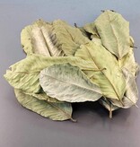 La Swamp  Guava leaf
