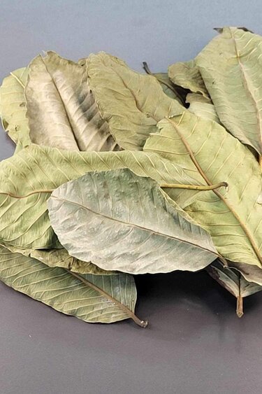 La Swamp LA SWAMP Feuille de guava