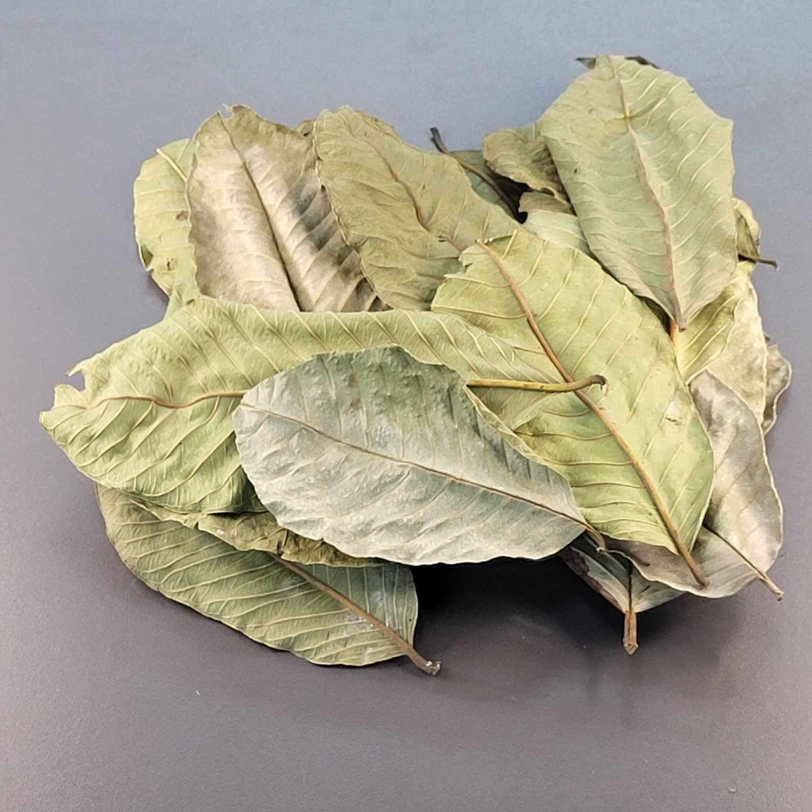 La Swamp LA SWAMP Feuille de guava