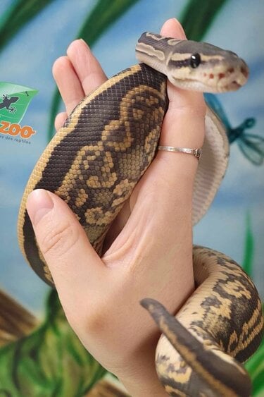 Magazoo Python royal black pastel hypo 66% het pied femelle